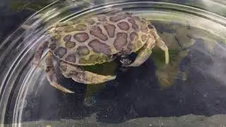 Hepatus epheliticus: Calico Box Crab
