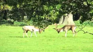 Fallow Deer Rut - Holkham Park North Norfolk