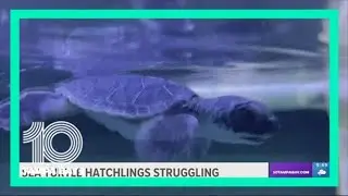 Artificial light threatens baby sea turtles: Here's how you can help