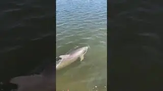 Nemo the dolphin with a bad flipper #dolphin #animals #animalshorts