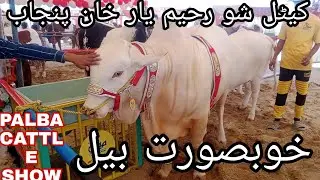 PAlBA Cattle Show RYK live in Gall aay shonk di
