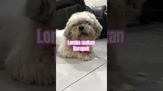 Lomba makan kerupuk