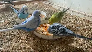 56 Minute Budgies Sounds, Budgies Feeding Time Relar ASMR HD 4K 60FPS