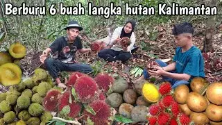 Berpetualang berburu 6 jenis buah langka hutan Kalimantan 