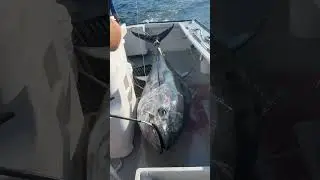 400lb Tuna on Deck