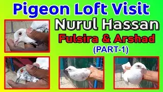 Pigeon Loft Visit | Nurul Hassan | Fulsira & Madrasi High-Flying Pigeon Breeds +91 9748 414243