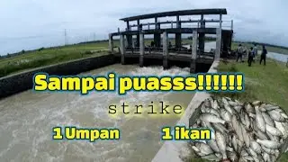 Mancing nilem, derbang, wader ijo, lucas, lele tingkok   sampai bikin umpan 2x