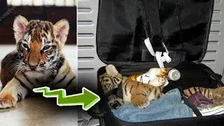 5 COISAS ABSURDAS PRESAS EM AEROPORTOS