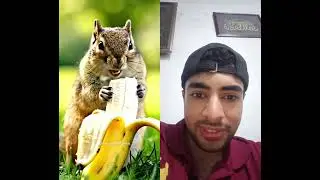 @Chipmunksandfriends #funnyanimals #cutebaby #phonkagressive