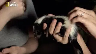 bébés moufettes en danger