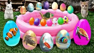 Find shell snails, conch, hermit crabs, crabs, starfish, sea fish, fish, eels, sea urchins #102