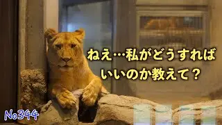 No344　わたし、どうしたらいいの…？｜ライオン・イトの独り言　円山動物園｜パーチェとの距離に悩む3歳の夏　#lion  #動物園 #zoo