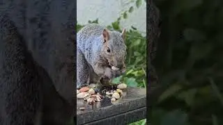 Shy squirrel not ready for his close up. #squirrel #short #squirrelwatching