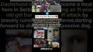 Little Dog's Sacrifice For a 11year old girl !!