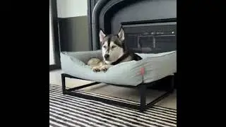 Extra Large Dog Beds | Elevated Dog Bed for Large Dogs with Washable Dog Bed Covers | XL Dog Beds