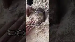 Otterly Relaxed: The Cutest Sand Spa Experience