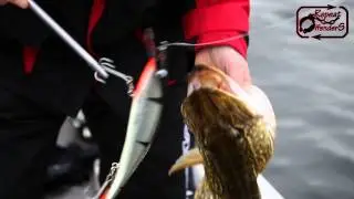 Repeat Offenders Fishing - Open Water Pike