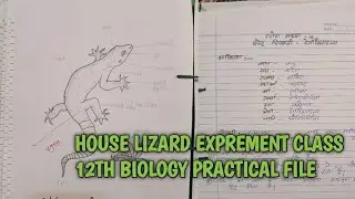 House lizard Exprement Class 12th Biology Practical File Kaise banaye #upboardexam2026