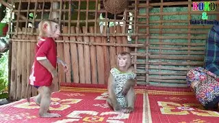 So Obedient Cute Little BB Monkey Yoko Waiting Mom For Feed The Fruits