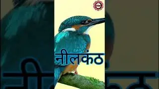 Happy Dussehra || Neelkanth ke Darshan #shorts #siya #dussehra #neelkanth