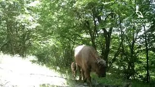 New baby bison in Rhodope Mountains Rewilding landscape