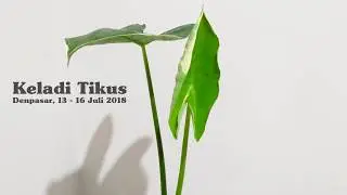 PLANT TIMELAPSE - KELADI TIKUS (Typhonium flagelliforme)
