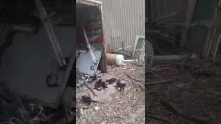 БОЛЬШОЙ ДЕНЬ (день глистов)