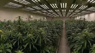 Cannabis cultivation 101 - preventative measures