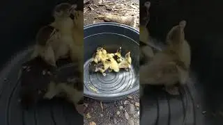 7 little duck quack quack