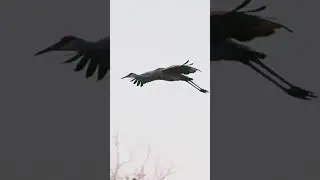 299🐦 Sandhill Crane Family Flying Back To Rooster Place #wildlife #nature