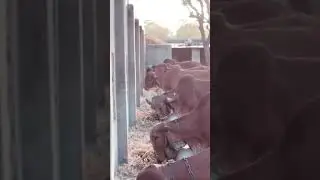 #All are #Pure gir cow in #Gujarat 🙏 , #original Gir #cows #Red Gir #cow and white kapila #shorts