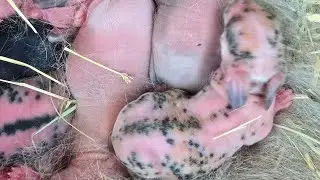 Check out all the baby bunnies! #rabbit #babybunny #bunny #babyrabbit #bunnies #cute 