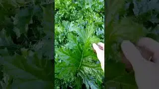 Una pianta dalla storia antica: l'acanto, Acanthus mollis, Acanthaceae #botanica #piante #giardino 