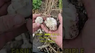 How to grow bigger garlic! 🧄 #gardening #greenthumb