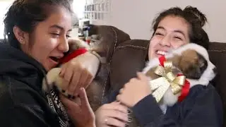 Surprising my sister with a puppy!