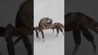 Crab walks on white sand beach #sand #beach #whitesand #crab #walk #crabwalk #nature #wild HA68626