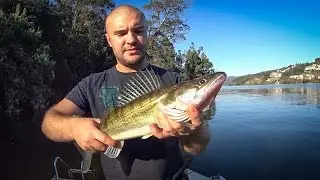 Pesca de Lucioperca no rio Douro.