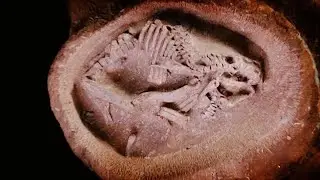 Chinese scientists discover most complete hadrosaurus embryo fossil
