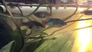 Xenotoca doadrioi