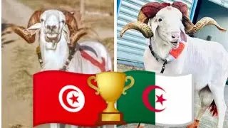 هولاكو ضد ساشور 🏆 من سيفوز ببطولة إفريقيا 🤔🇹🇳🇩🇿