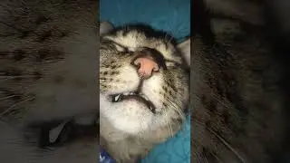 #cat #cats #catvideos #catshorts #catlovers #catmemes #catlife #catholic #catvideo #indiecat #meme