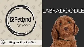 Labradoodle Breed Facts