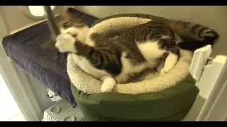 A FIVE STAR HOTEL....FOR PETS!