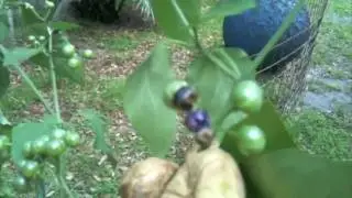 Deadly Nightshade