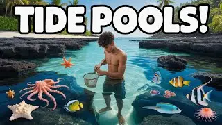 Finding the MOST EXOTIC SEA CREATURES in TIDE POOLS!!