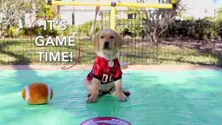 Superheroes at the Super Bowl | Dogs Inc