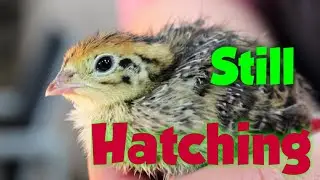 It's Freezing Cold And We're Hatching Eggs
