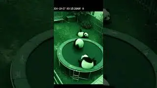 Night Vision Catches Two Chubby Pandas Secretly Bouncing, Tumbling and Rolling on a Backyard  #viral