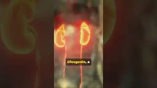 Dioscorea Opposita Thunb  A Kidney Savior #herbal #shorts #kidney