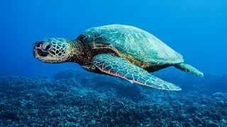 Italy&rsquo;s Green Turtle: A Rare Symbol of Hope in the Mediterranean
